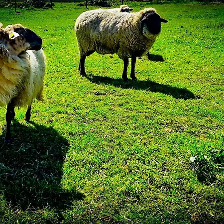 Surftolive House بيت شباب *